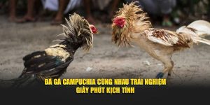 Đá gà campuchia cùng nhau trải nghiệm giây phút kịch tính